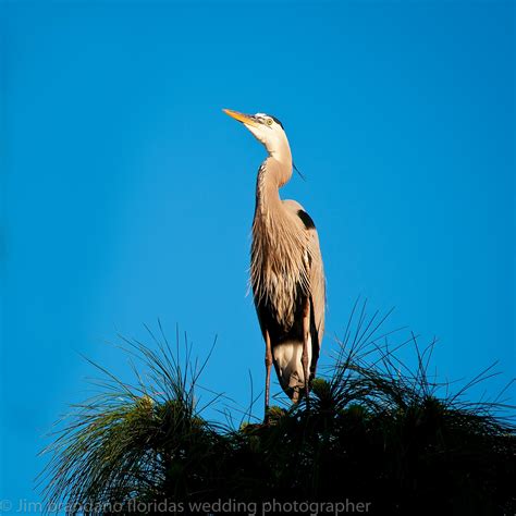 JP BRANDANO: FLORIDA'S FINE ART PHOTOGRAPHERS: IMAGES OF TWO GREAT BLUE