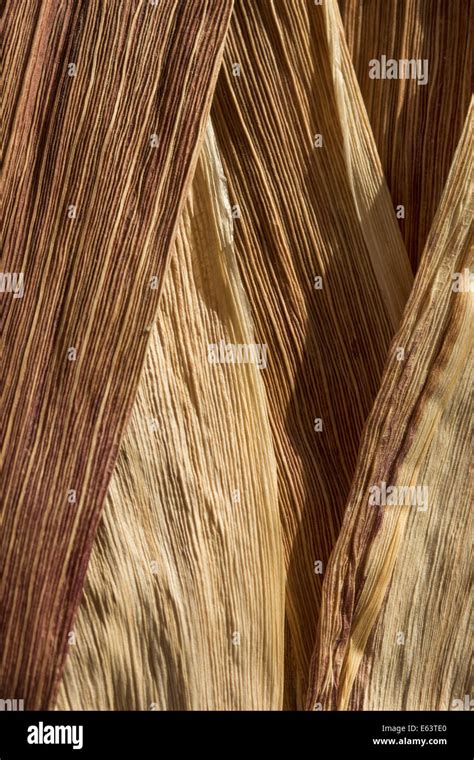 An up close photograph of dried corn husks Stock Photo - Alamy