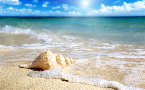 Shells on the Beach Wallpaper - WallpaperSafari