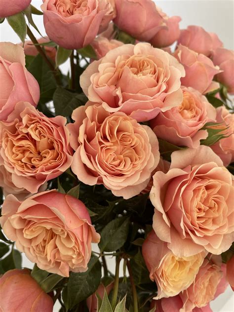 Just Peachy Spray - Apricot - Gardens America
