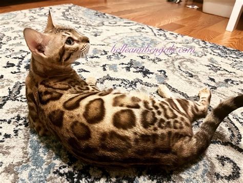 Bengal Glitter Information | Belle Ami Bengals