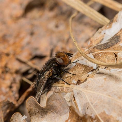 Gonia divisa from Kaarina, Finland on April 6, 2019 at 10:41 AM by Jay ...