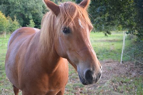 horse mare equine  photo  pixabay pixabay