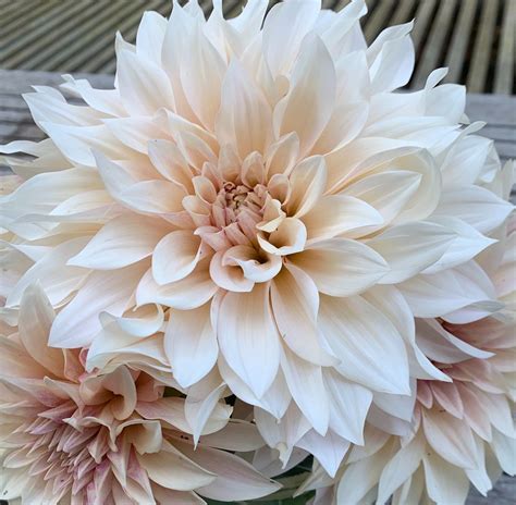 Willkommen bei Ihren Blumen online | Tausendschön Store