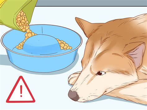 When Can You Confirm Pregnancy In A Dog
