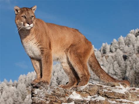 el puma mexicano  felino presente en todo el pais mexico desconocido