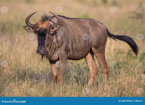 Wildebeest Walking through a Field in Kruger National Park Stock Photo ...