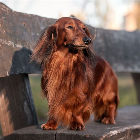Best Dog Food for Dachshunds: Fresh Food Benefits | Ollie