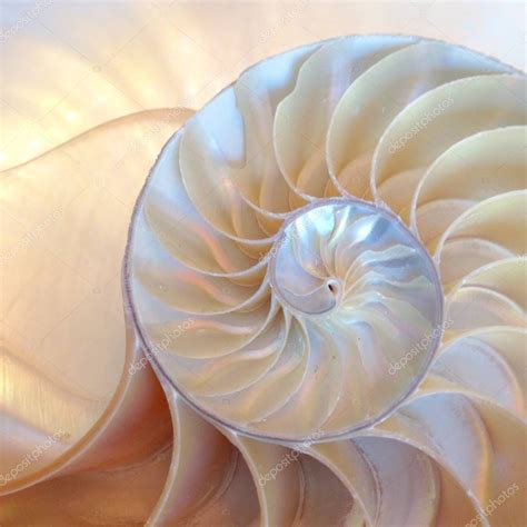 nautilus shell symmetry Fibonacci half cross section spiral golden ratio structure growth ...