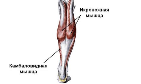Трехглавая мышца голени: анатомия + топ 4 упражнения для мышц голени