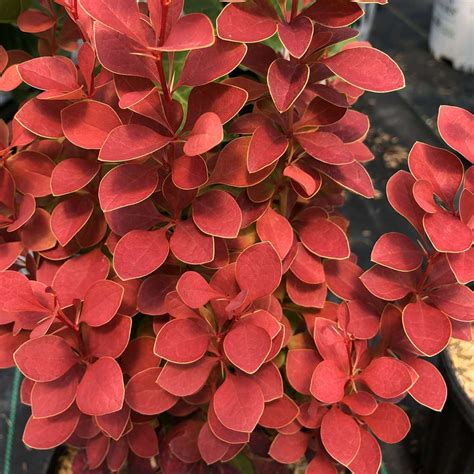 SUNJOY ORANGE PILLAR™ - Barberry - Berberis- Proven Winners - 4" Pot ...