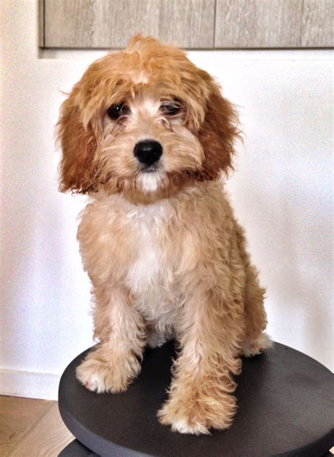 Pin by Marie Papalia on Poodle Mixes | Poodle mix, King charles spaniel, Cavalier king charles