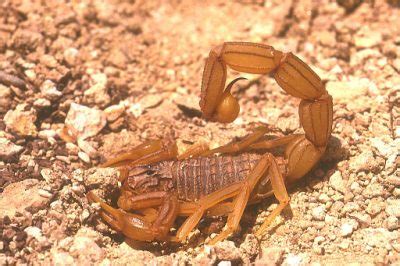 Scorpion season - Living Off the Grid: Free Yourself