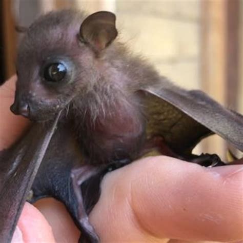 Bat Baby Photos at Minnie Steadman blog