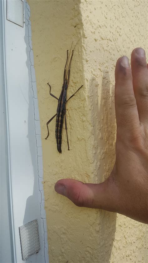 90 best Melbourne FL images on Pholder | Fishing, Pics and Whatsthisbird