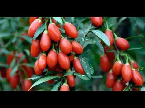 Дереза обыкновенная # ягоды годжи - YouTube