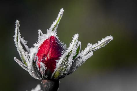 Immagini Belle : fiorire, pianta, fiore, petalo, brina, rosa, primavera
