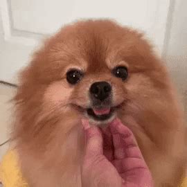 happy gif