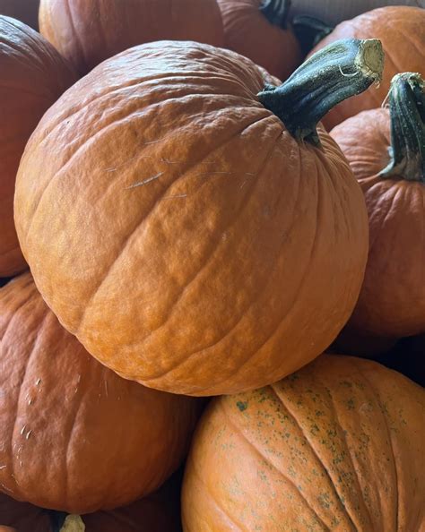 Tudor Hall Farm | Middleway WV
