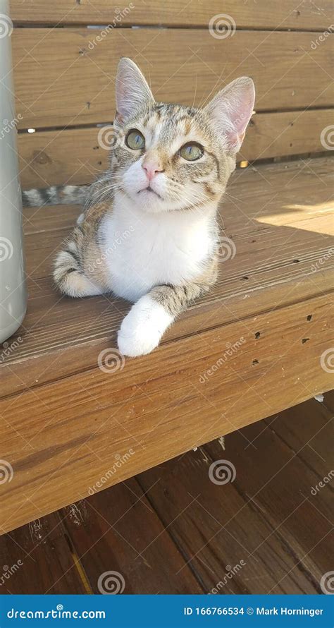 Pretty Old Calico Cat In The Forest Royalty-Free Stock Image ...