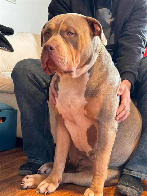 The Bully Brewhouse | Las Vegas NV