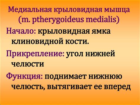 Мышцы головы и шеи - презентация онлайн
