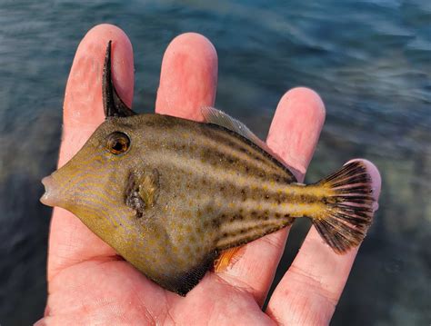 Orangespotted Filefish | Mexican Fish.com