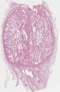 female reproductive system histology education