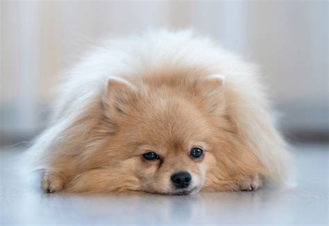 What Is a Teddy Bear Pomeranian? History & Health Issues | Hepper