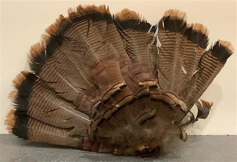 Lot - Turkey tail feathers