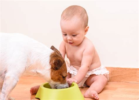 Baby Dog Food Stock Photos, Pictures & Royalty-Free Images - iStock