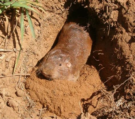 Plains Pocket Gopher (Mammals of Wisconsin) · BioDiversity4All