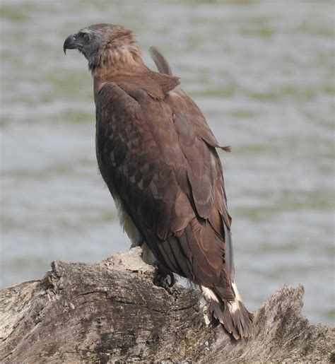 grey headed fishing eagle birdforum