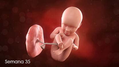Bebe A Las 35 Semanas - Ecografía Del Feto De 35 Semanas Visualización Y Validación Del