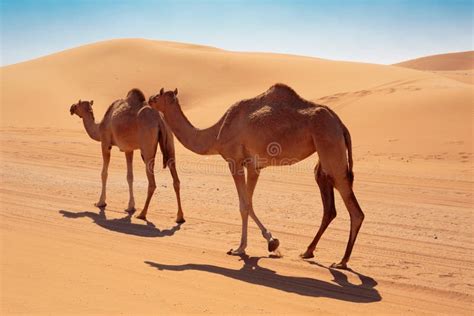 Camelos no deserto imagem de stock. Imagem de egipto - 157133167