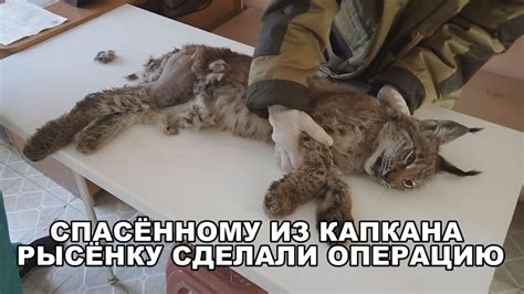 СПАСЁННОМУ ИЗ КАПКАНА РЫСЁНКУ СДЕЛАЛИ ОПЕРАЦИЮ - YouTube