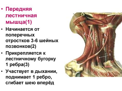 Мышцы шеи. Лекция 8 - online presentation