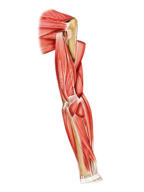 muscles   upper arm photograph  asklepios medical atlas pixels