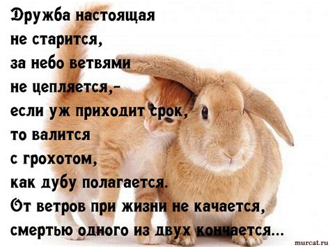 Картинки с надписями. Дружба настоящая не старится.
