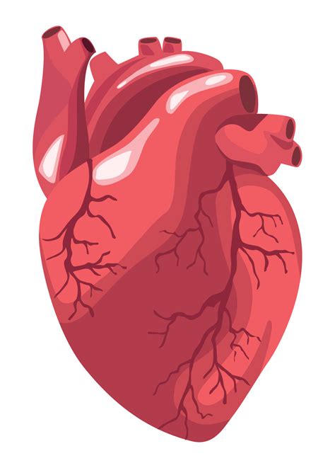 heart realistic organ 10384643 Vector Art at Vecteezy