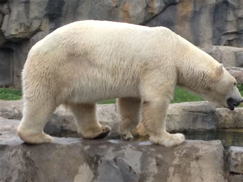 Brookfield Zoo in Chicago | Brookfield zoo, Animal conservation, Polar bear