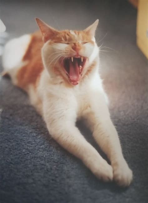 pin  felis catus