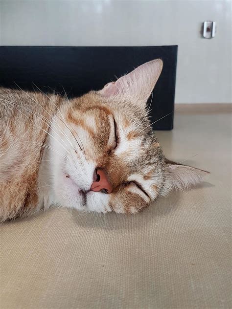 a sleeping cat with a funny face 4703797 Stock Photo at Vecteezy