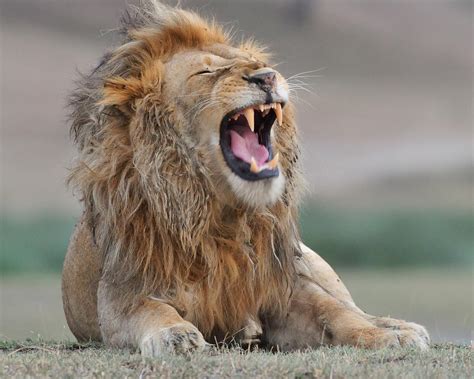 Ndutu Safari Lodge - Smiles Travel And Tour