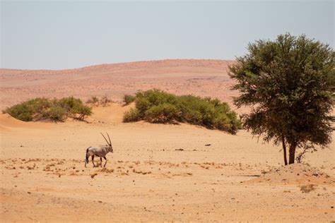Swakopmund, Namibia: The Complete Guide