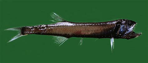 Gonostoma denudatum | adriaticnature