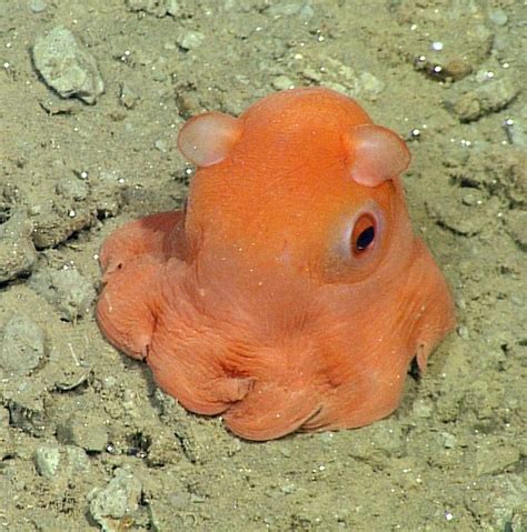 Opisthoteuthis californiana - Alchetron, the free social encyclopedia