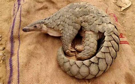 Endangered Indian Pangolin Returns To The Wild - Wildlife Trust of India