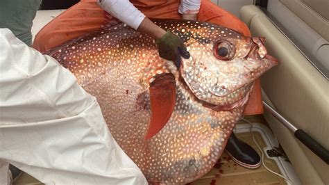 fishermen reel   pound opah fish  virginia coast fox wghp