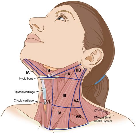 Lymph Nodes Diagram Neck